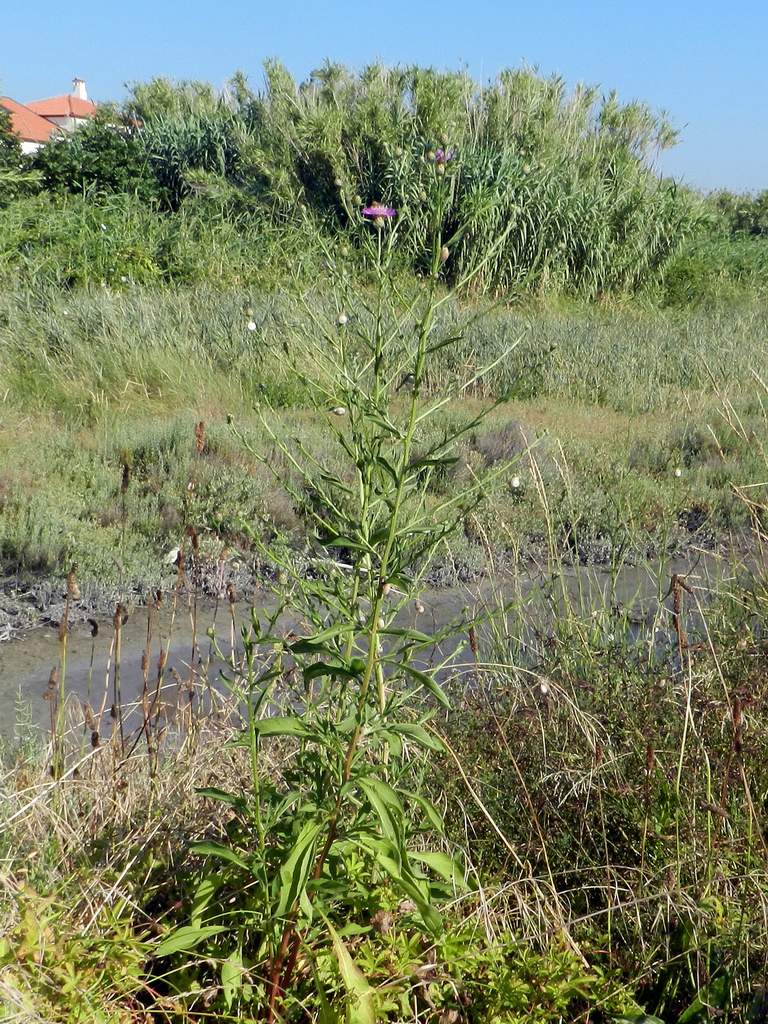 Centaurea nigrescens (Asteraceae)